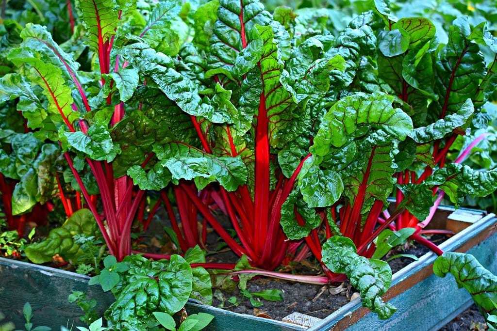 Planifier un jardin en fonction des saisons